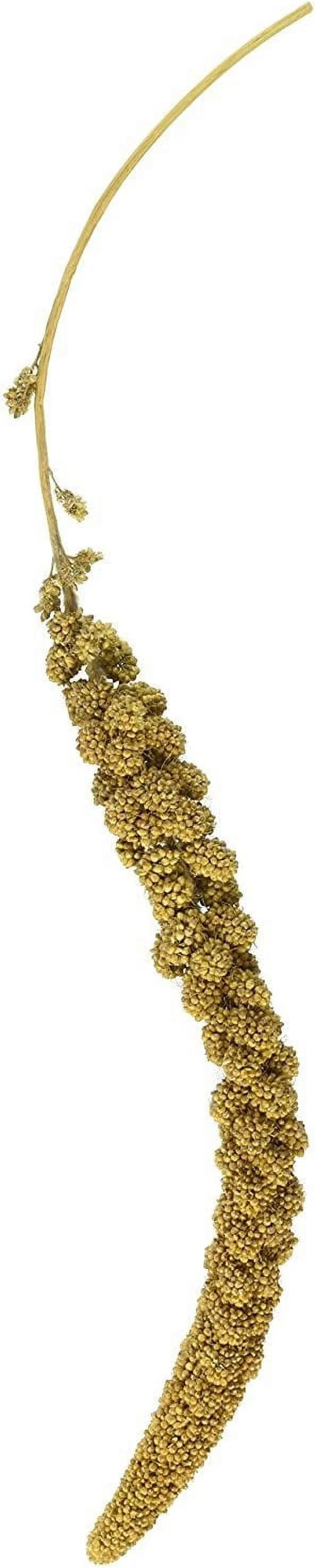Golden Millet Spray, All-Natural Foraging Treat for Pet and Wild Birds, 5-lb Bag - Sun-Cured, Grown and Harvested in the USA